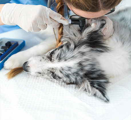 Ear Cleaning (Cat/Dog)