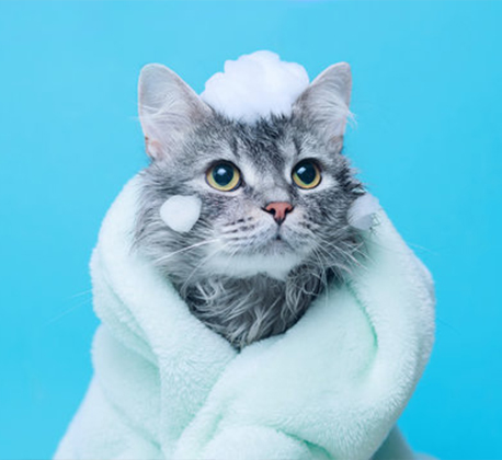 Shower (Cat)